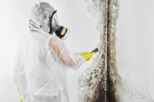 Best Kitchen Mold Remediation in Minco, OK