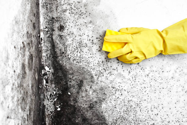 Best Industrial Mold Remediation in Minco, OK