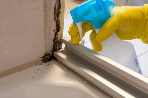 Best Kitchen Mold Remediation in Minco, OK