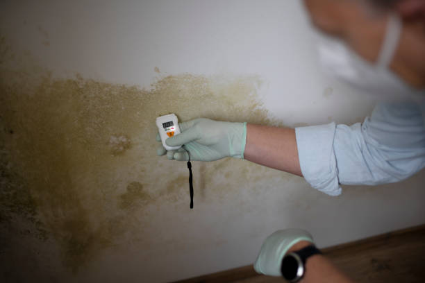 Best Black Mold Remediation in Minco, OK
