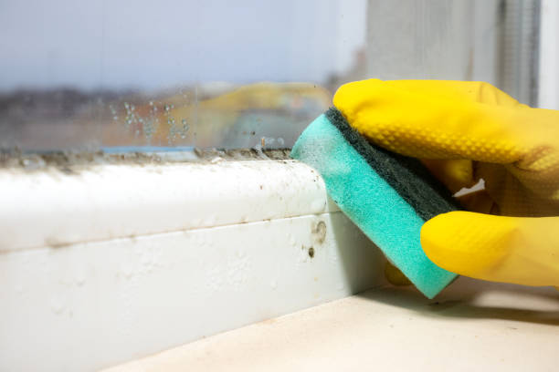 Best Residential Mold Remediation in Minco, OK