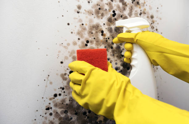 Best Crawl Space Mold Remediation in Minco, OK