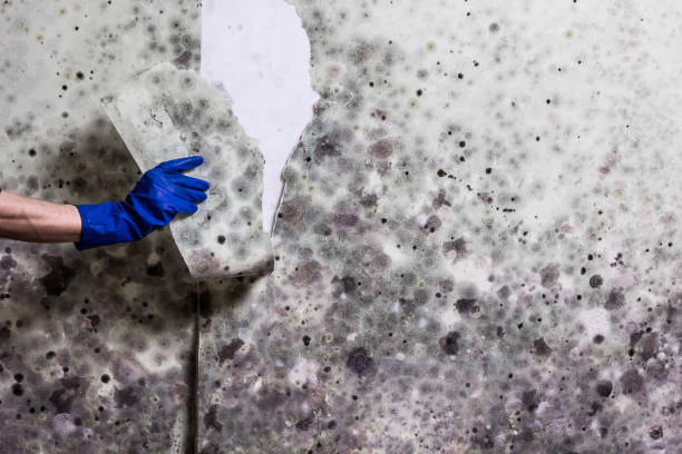 Best Crawl Space Mold Remediation in Minco, OK
